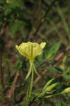 Narrowleaf evening-primrose